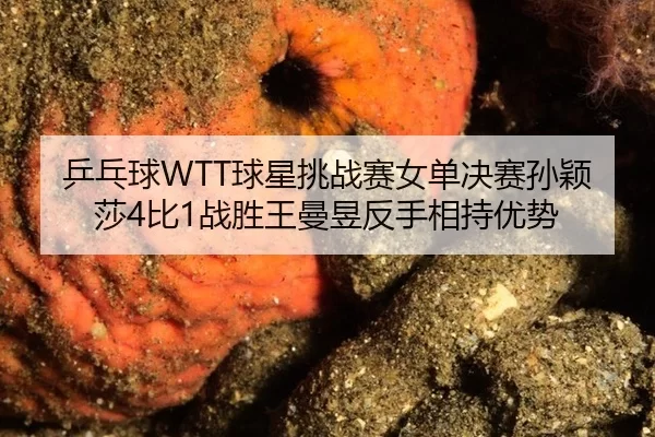 乒乓球WTT球星挑战赛女单决赛孙颖莎4比1战胜王曼昱反手相持优势